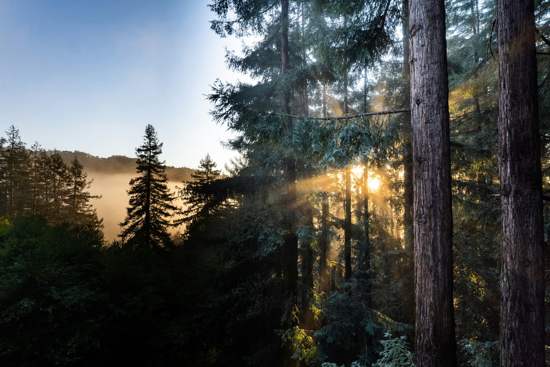 Redwood groves of Marin County near our Mill Valley clinic