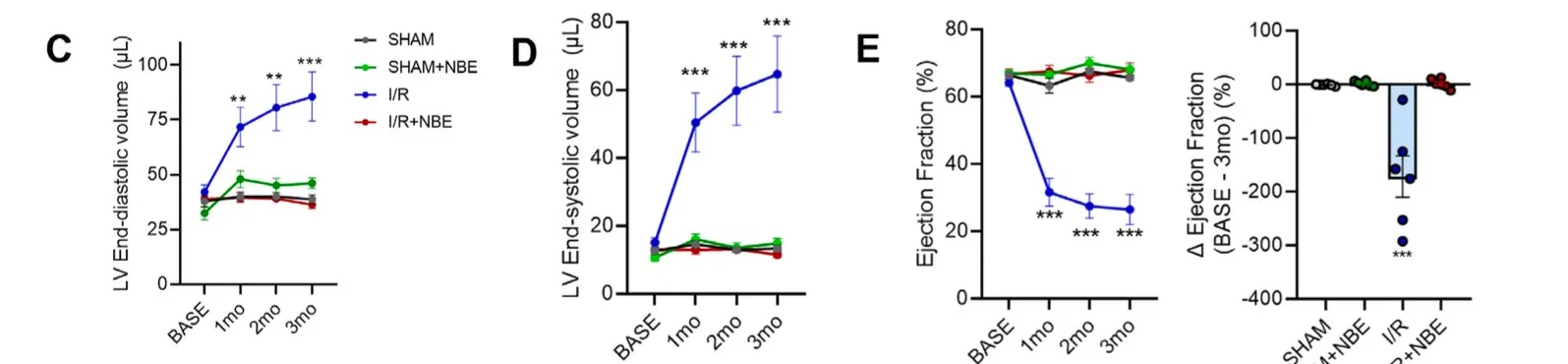 Cardiac function over three months: left ventricular volumes and ejection fraction preserved in the I/R plus NBE group while I/R alone declined sharply.