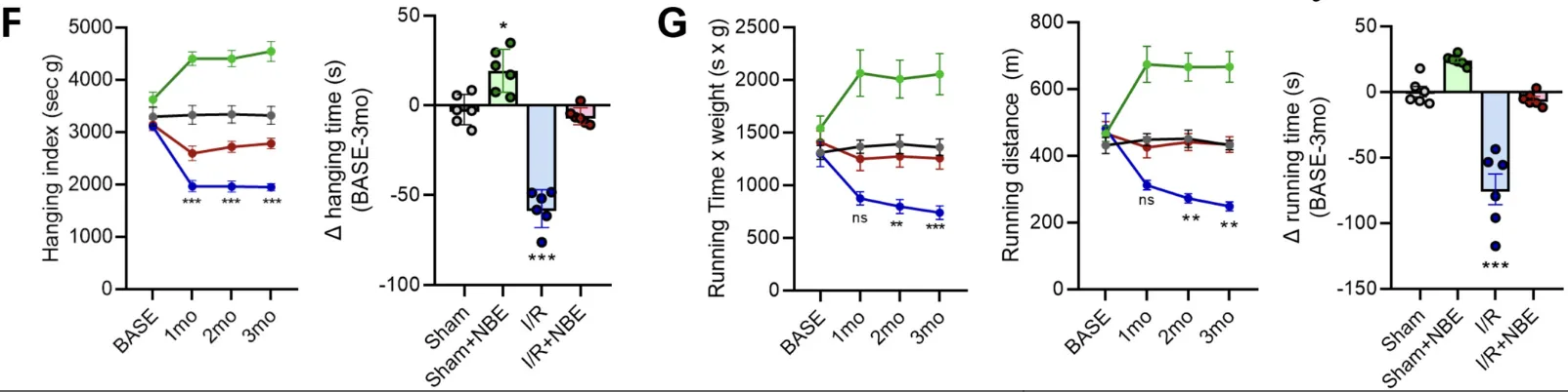 Grip strength and treadmill performance over three months. The Sham plus NBE group (green) improved well above baseline while the I/R group (blue) declined sharply. The I/R plus NBE group (red) preserved function near baseline.