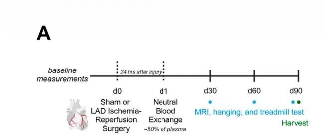 Study design: heart attack on day 0, plasma dilution 24 hours later, then cardiac MRI, grip strength, and treadmill testing monthly for three months.